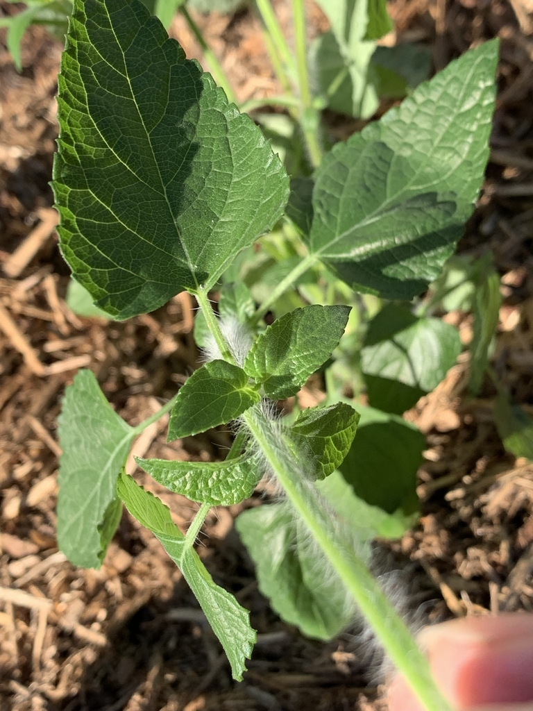 Long, soft, white, erect hairs on the stem & opposite leaves.