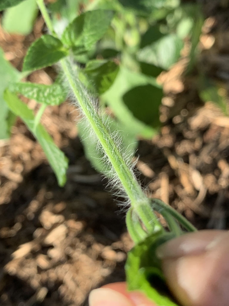 Close-up of stem showing long, soft, white, erect hairs.