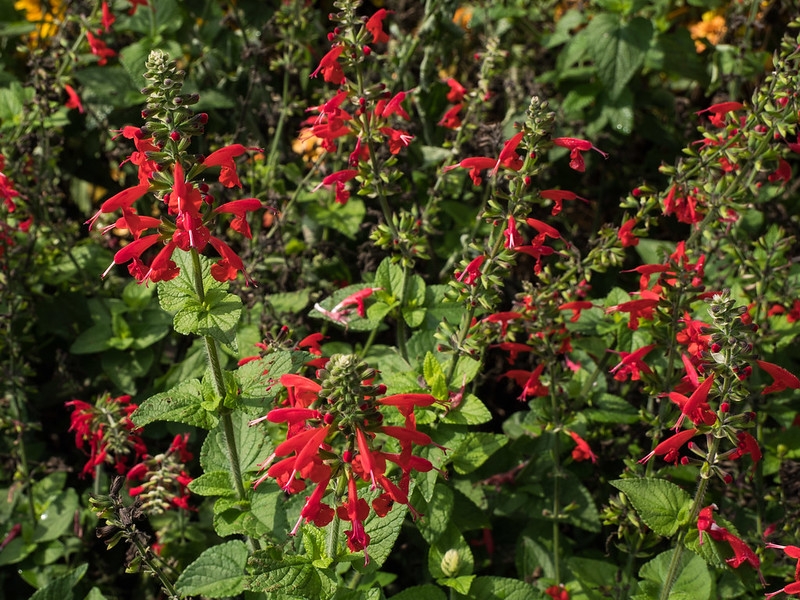 low plant with spikes of red flowers.