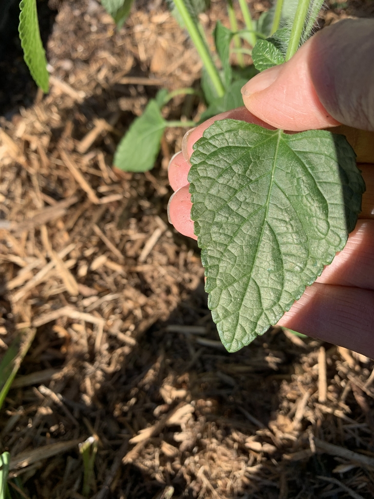 Hand cradling a single, heart-shaped to ovate leaf.