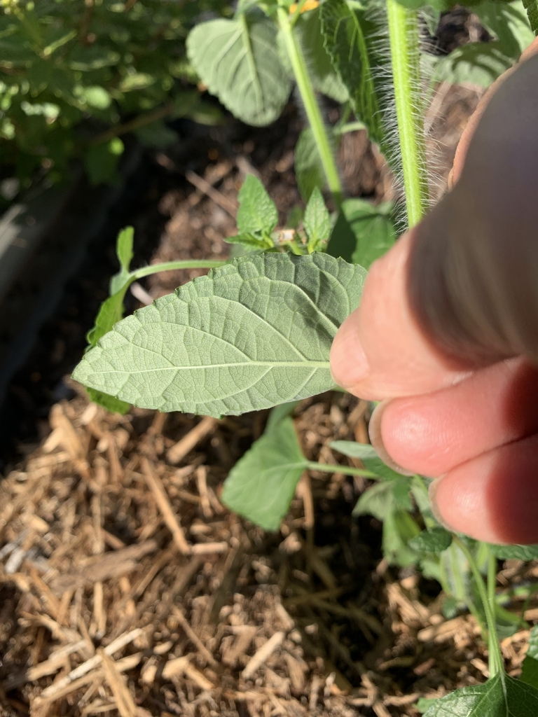 Hairy underside of leaf