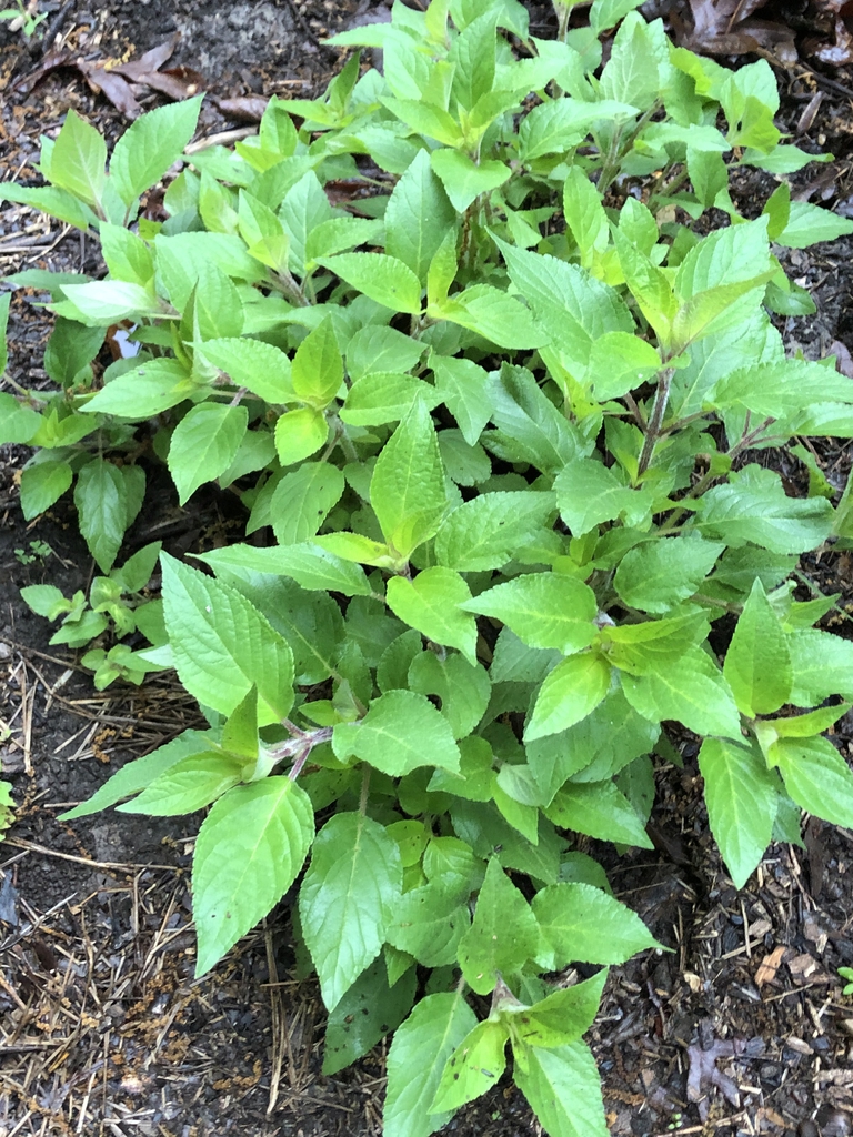 Leafy shoots with opposite, ovate leaves.