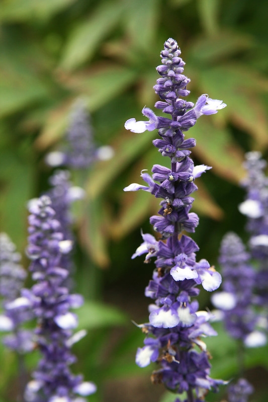 Spikes of 2-lipped white flowers with purple calyces.