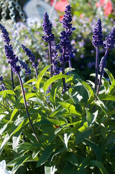 Spikes of 2-lipped deep purple-blue flowers.
