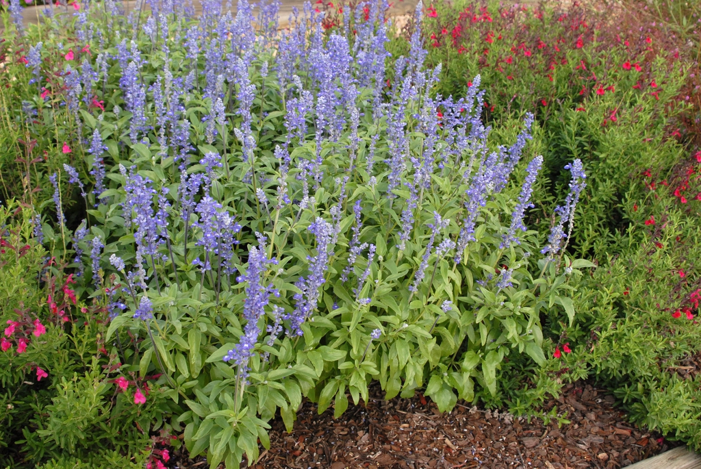 Low plants with spikes of pale blue flowers.