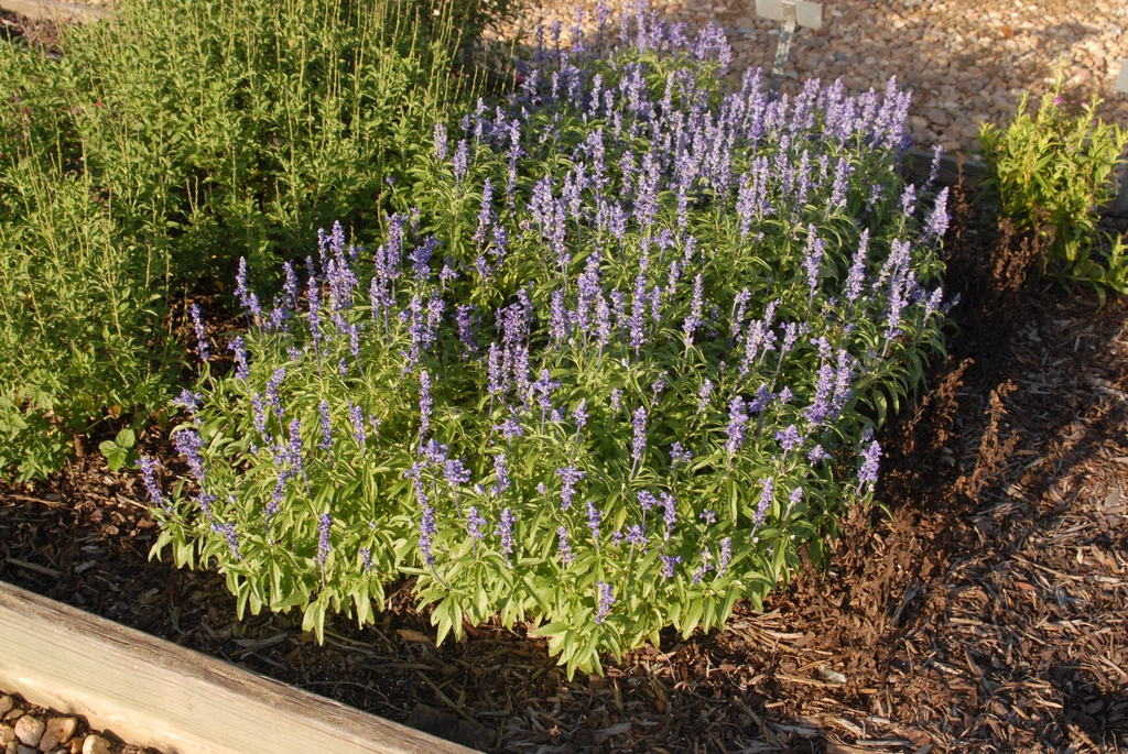 Bed of low plants with spikes of blue flowers.