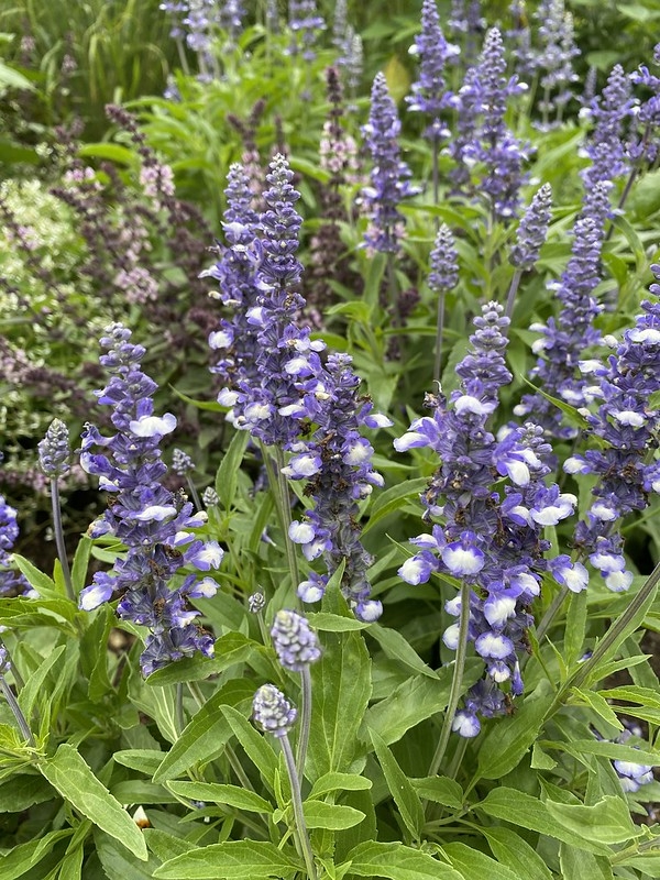Spikes of 2-lipped white flowers with purple calyces.
