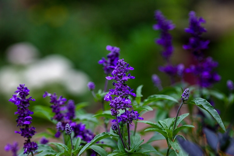 Spikes of 2-lipped deep purple-blue flowers.