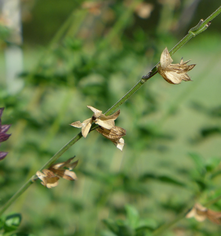 Dried calyces torn open. The fruits have been taken.