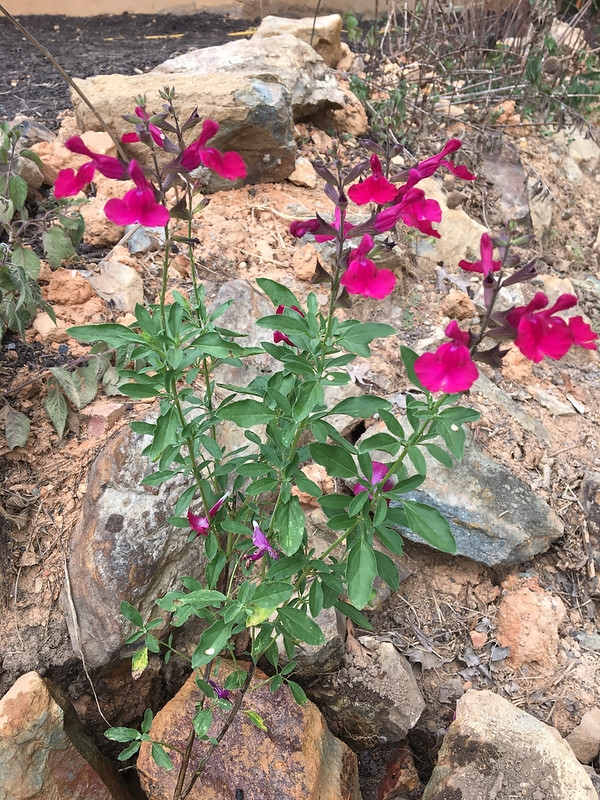 Subshrub with opposite, ovate leaves & spikes of red flowers.
