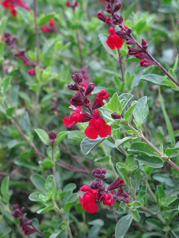 Subshrub with opposite, ovate leaves & spikes of red flowers.