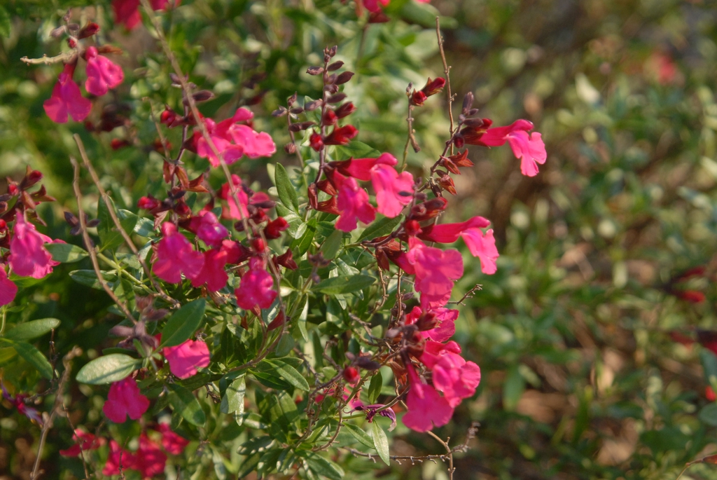 Subshrub with opposite, ovate leaves & spikes of pink flowers.