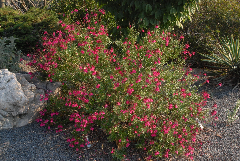 Subshrub with opposite, ovate leaves & spikes of pink flowers.