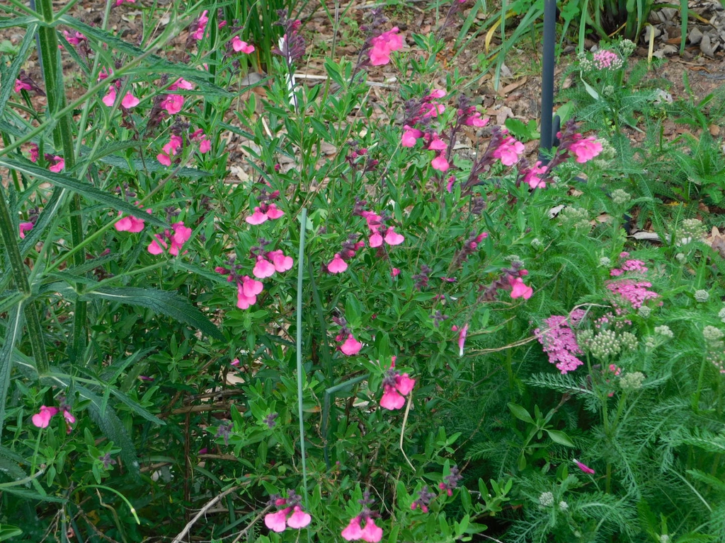 Subshrub with opposite, ovate leaves & spikes of pink flowers.