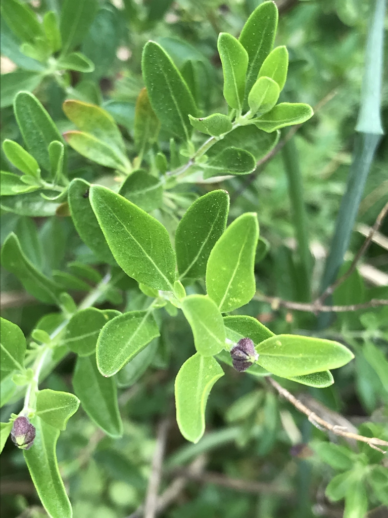 Opposite, small, ovate leaves.