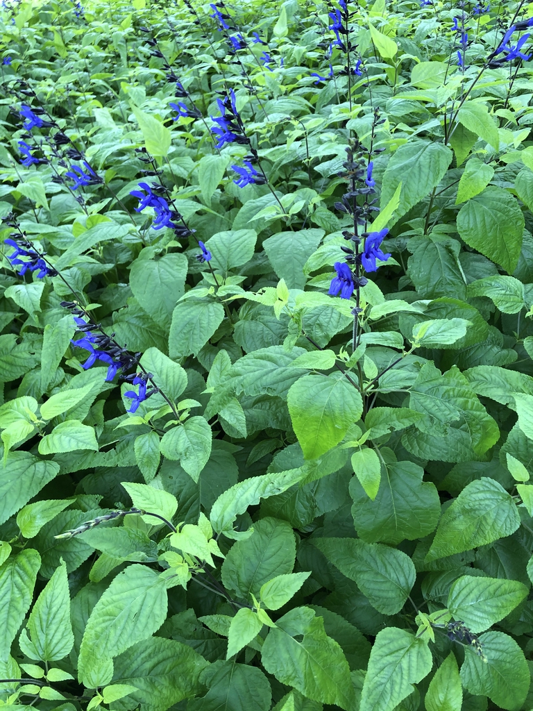 Salvia guaranitica