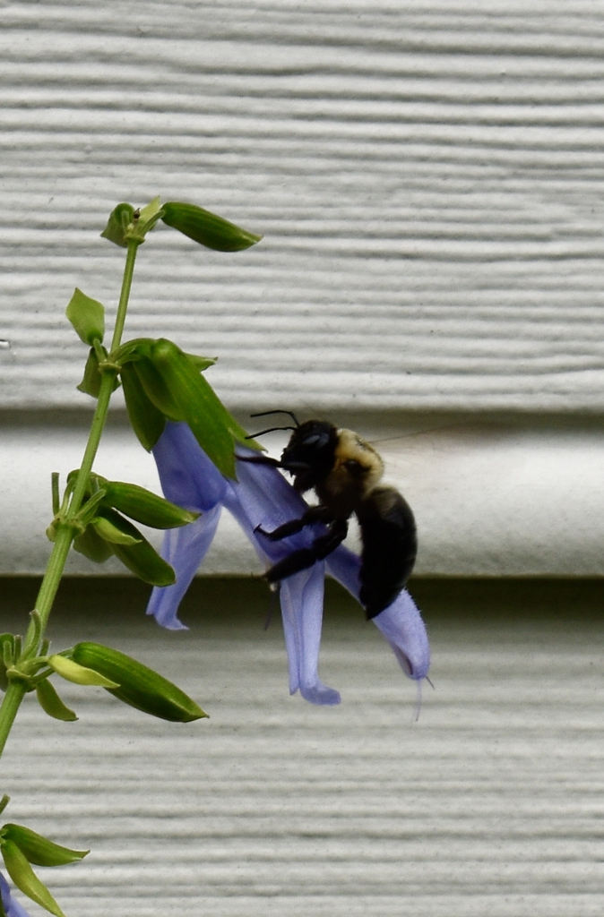 Bee robbing nectar by biting a hole in the floral tube.