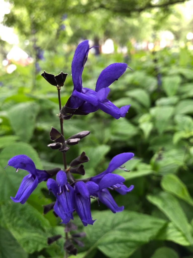 Spikes of showy blue, 2-lipped flowers with nearly black calyces