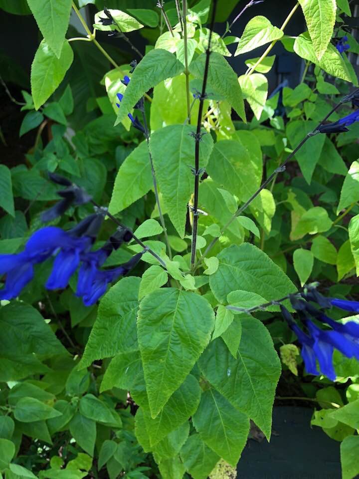 Spikes of showy blue, 2-lipped flowers with nearly black calyces