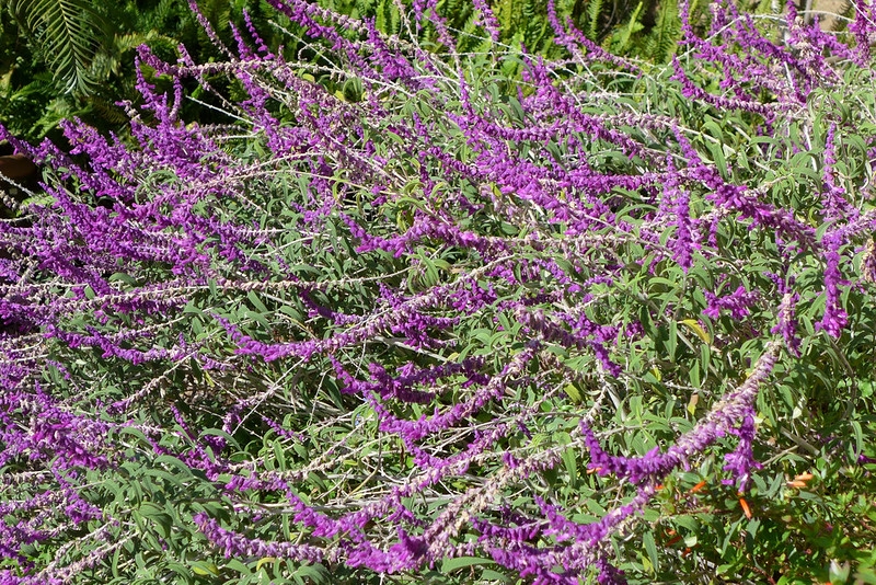 Shrub; erect spikes of purple calyces & violet tubular flowers.