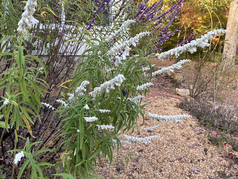 Shrub; erect spikes of white calyces & white tubular flowers.