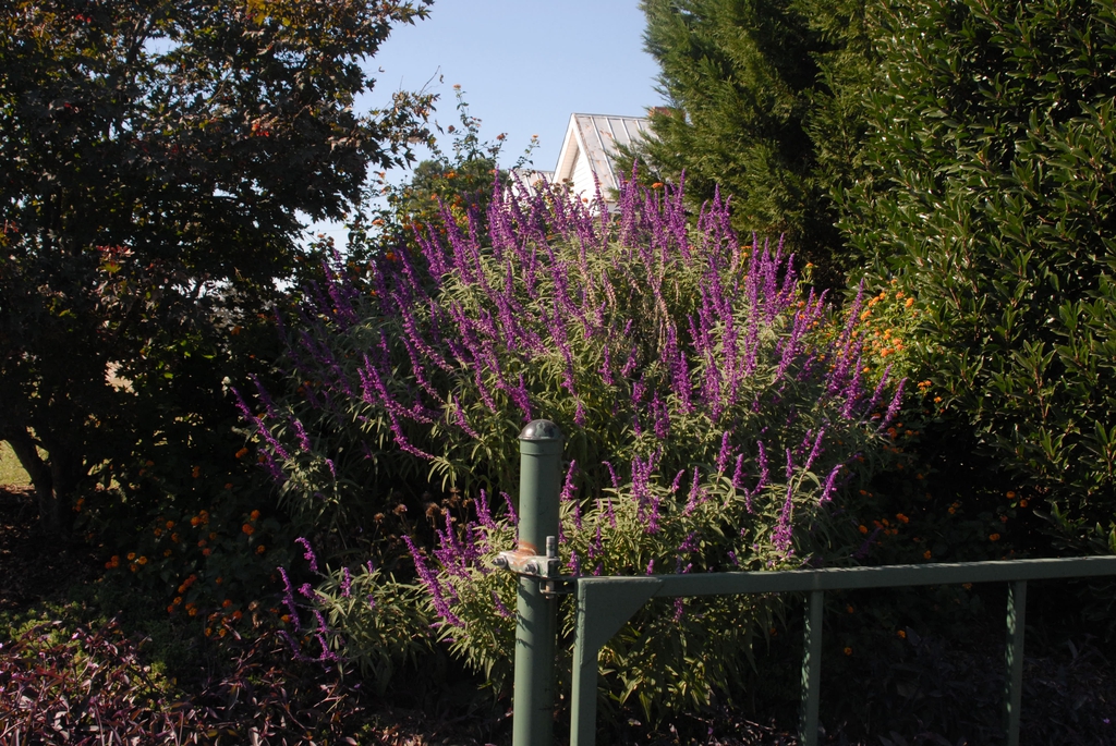Shrub; erect spikes of purple calyces & white tubular flowers.