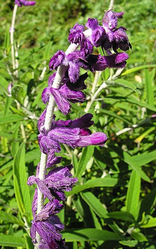 Spike of all purple flowers (no white)