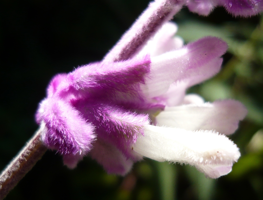 Close-up showing fuzzy purple calyx and fuzzy tubular corolla.