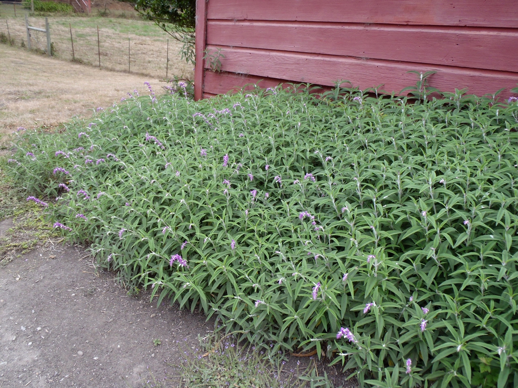 low border shrub with a few young purple spikes.