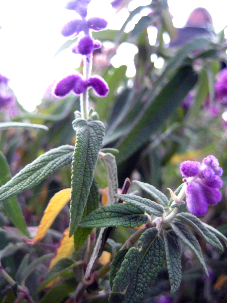 A spike of flowers and the narrowly lanceolate leaves