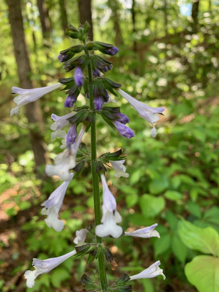 Erect spike of pale lavender flowers.