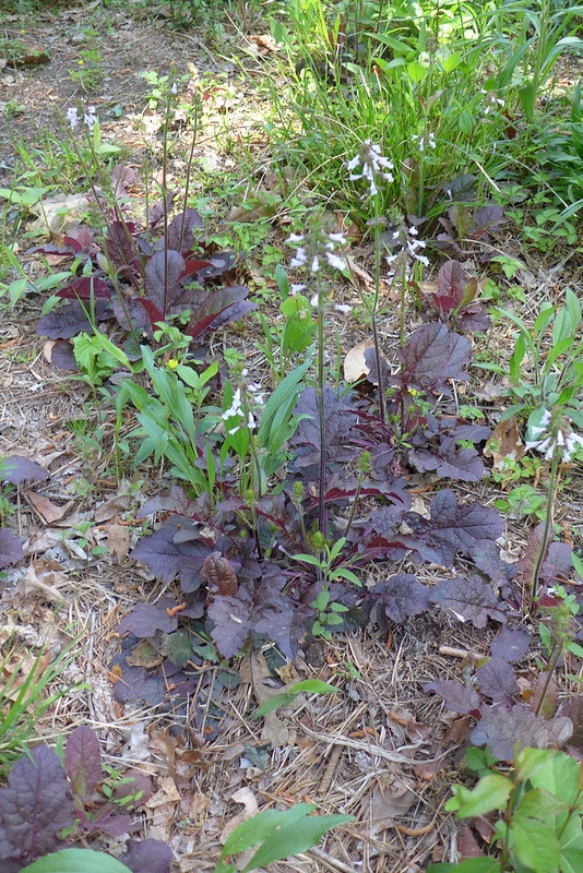Rosette plants with burgundy-colored foliage