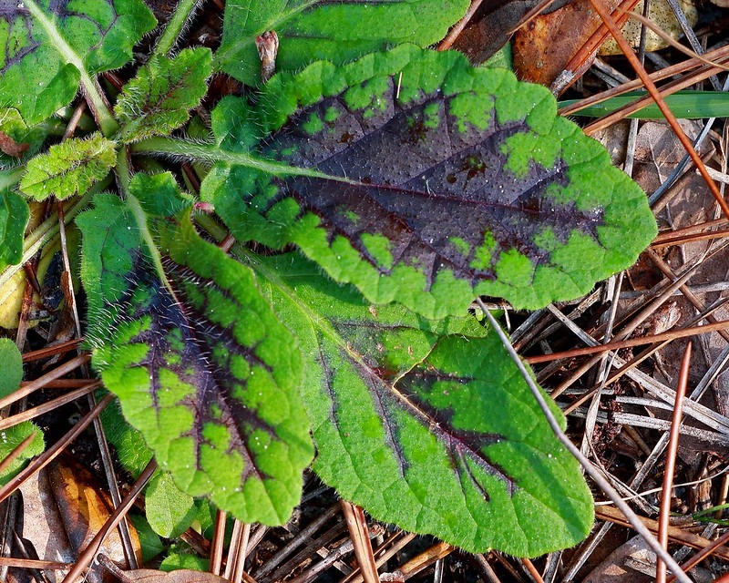 leaves with reddish blotches in the center