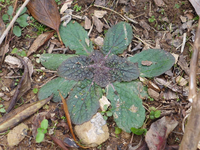 Rosette of leaves closely adpressed to the soil.