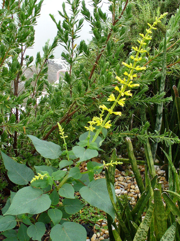 Erect or ascending spikes of yellow, fuzzy flowers.