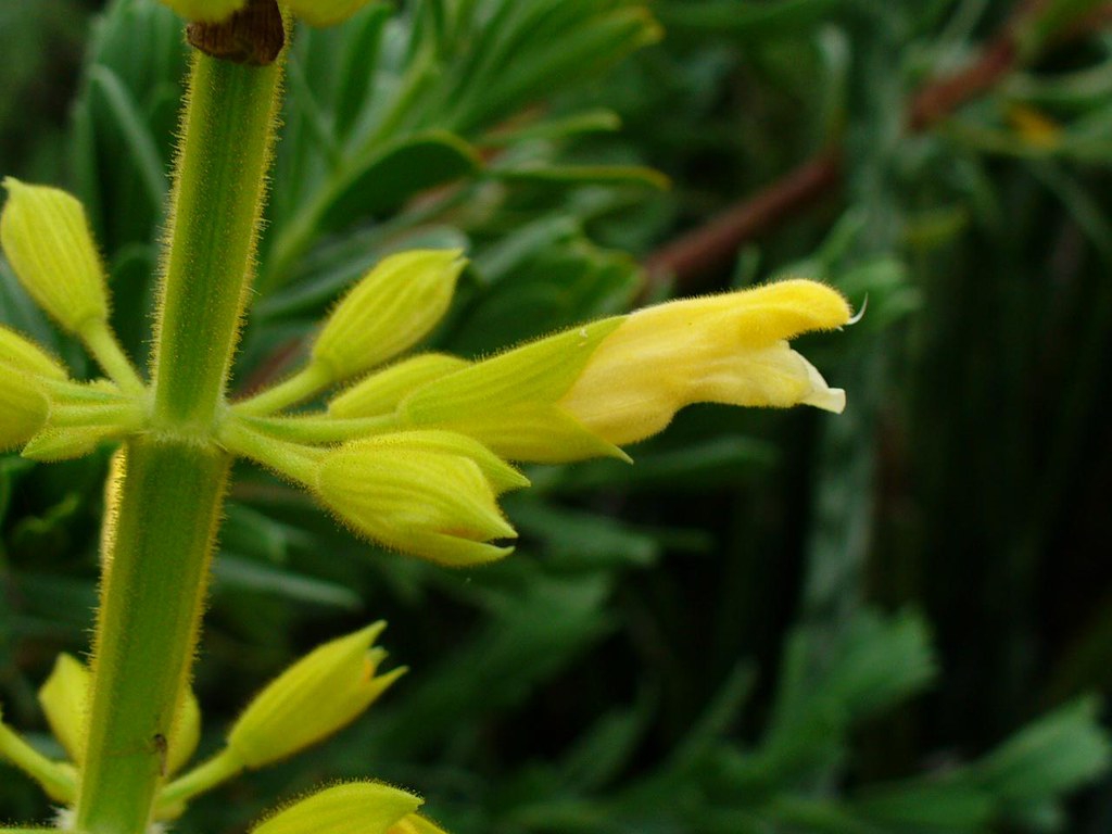 Close-up of a single yellow, tubular, fuzzy flower