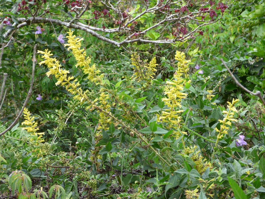 Erect or ascending spikes of yellow, fuzzy flowers.