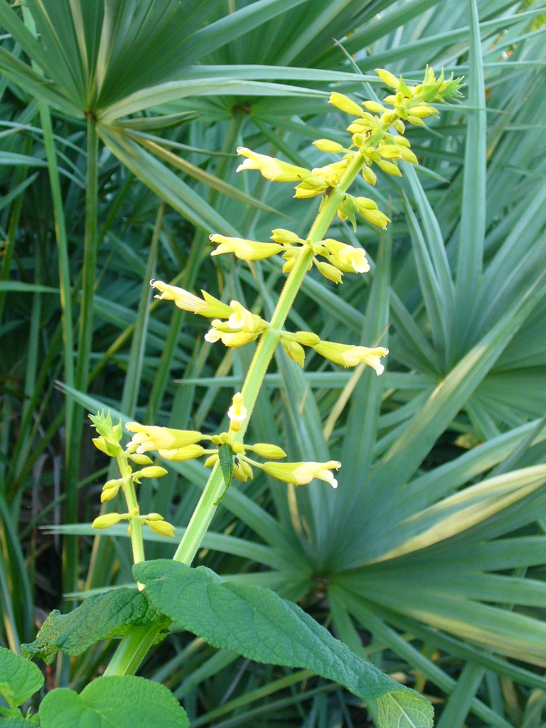 Erect or ascending spikes of yellow, fuzzy flowers.