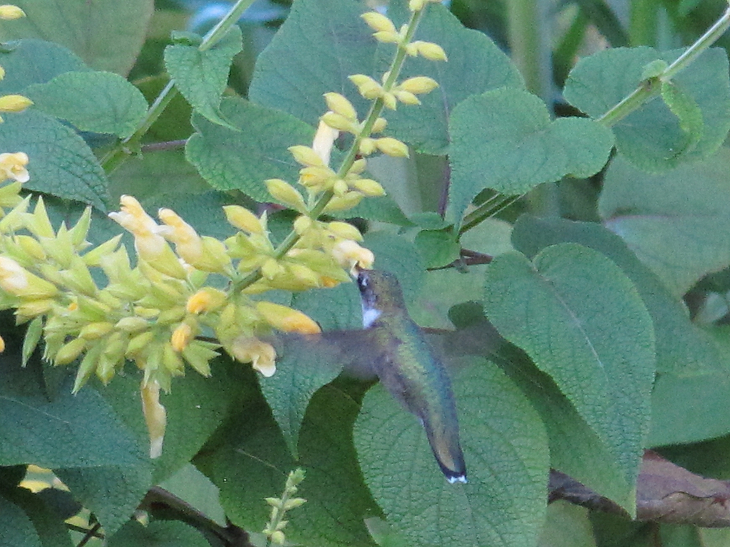 Erect or ascending spikes of yellow flowers & hummingbird