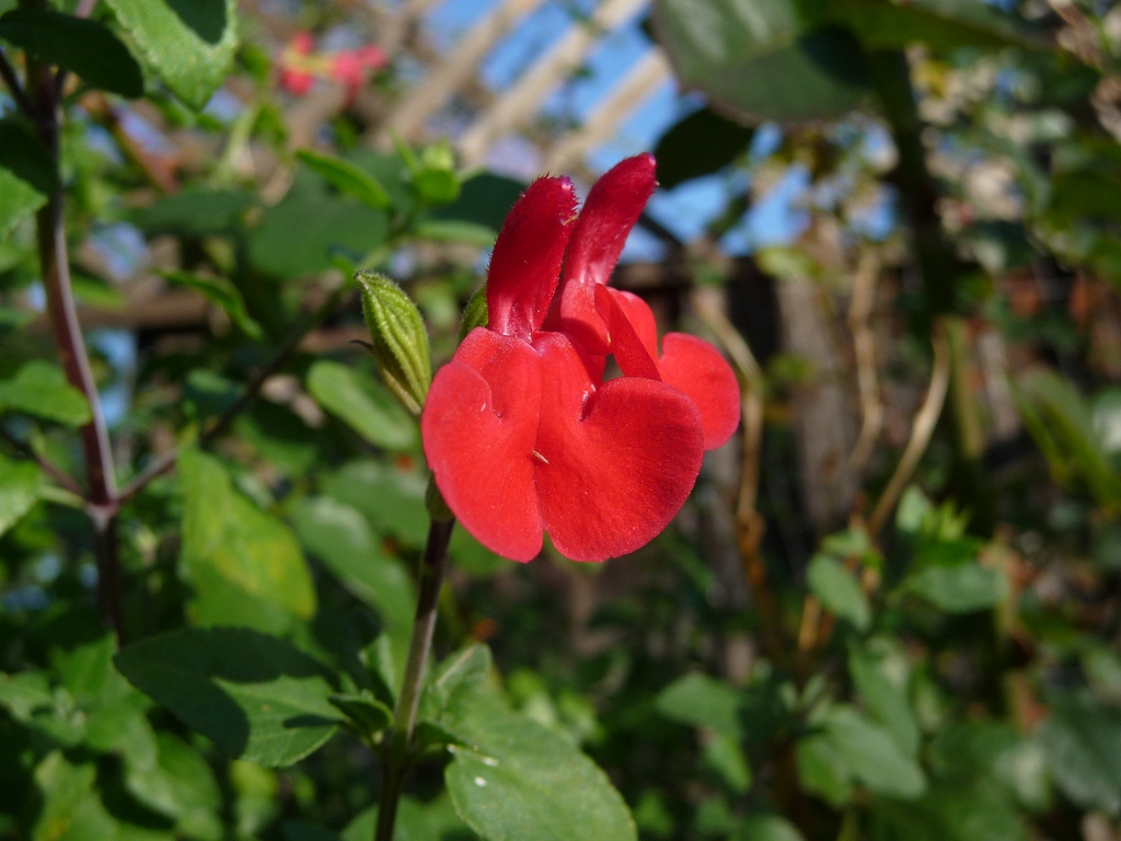 Bright red, showy, 2-lipped flower.