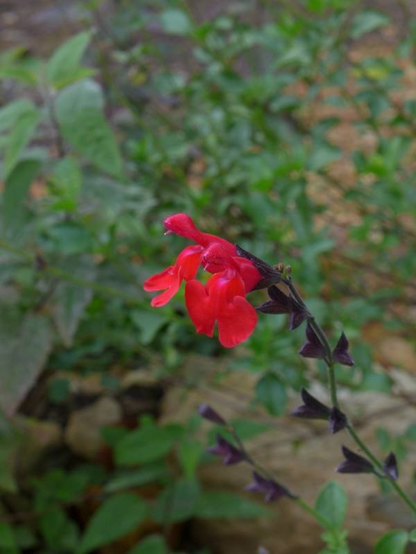 Bright red showy 2-lipped flowers