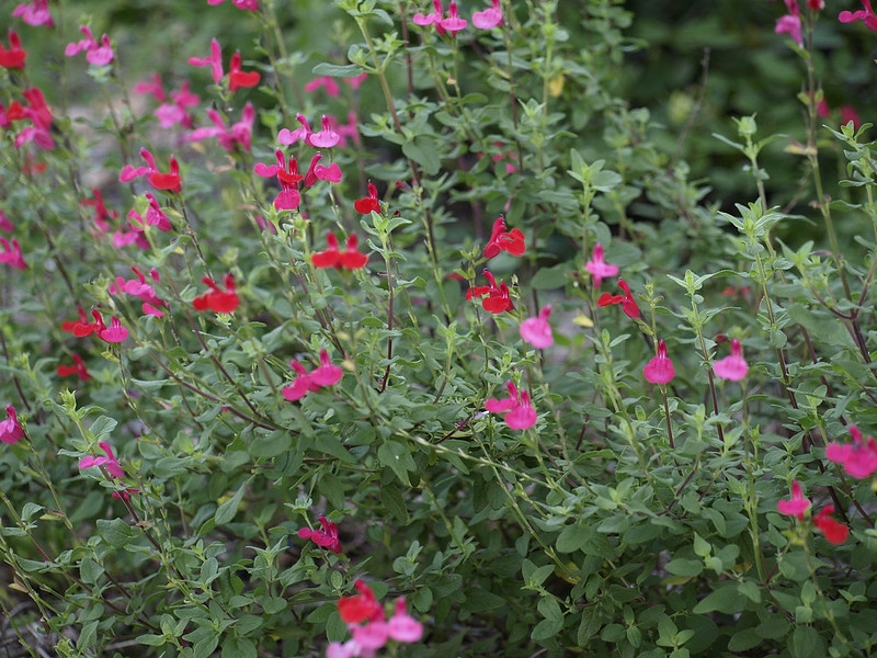 Bright red showy 2-lipped flowers