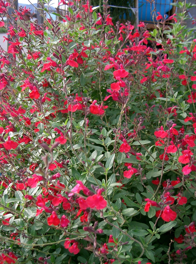 Subshrub with many red, 2-lipped flowers.