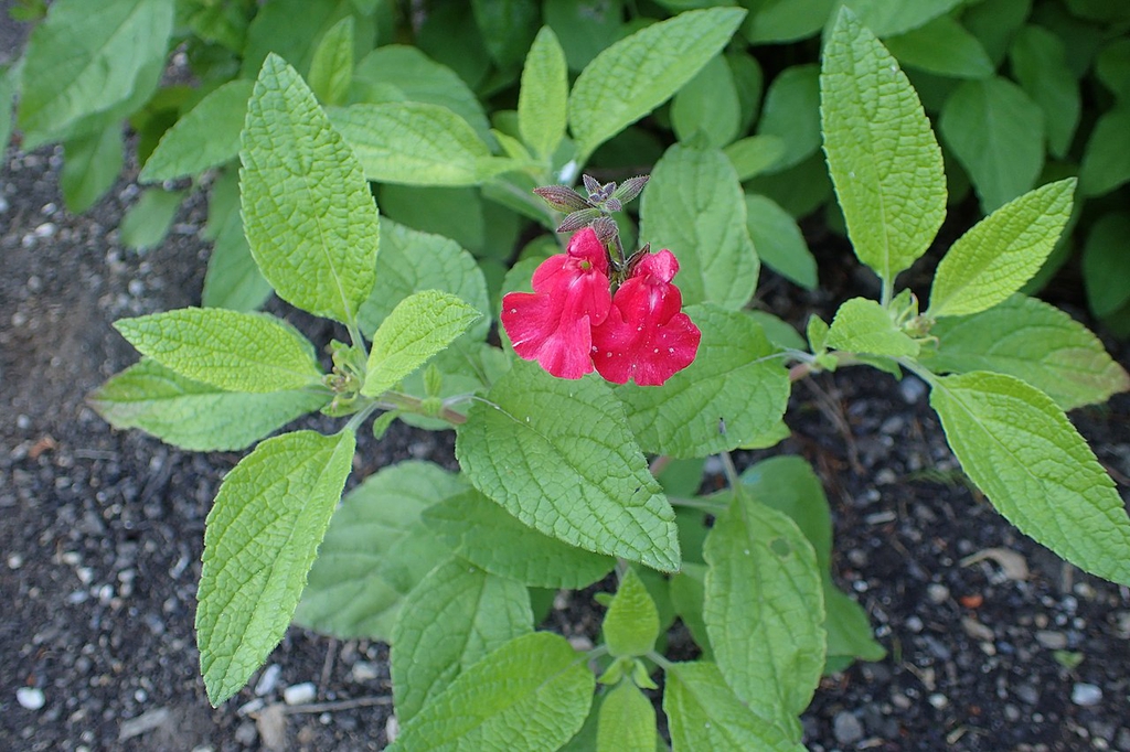 Bright red showy 2-lipped flowers