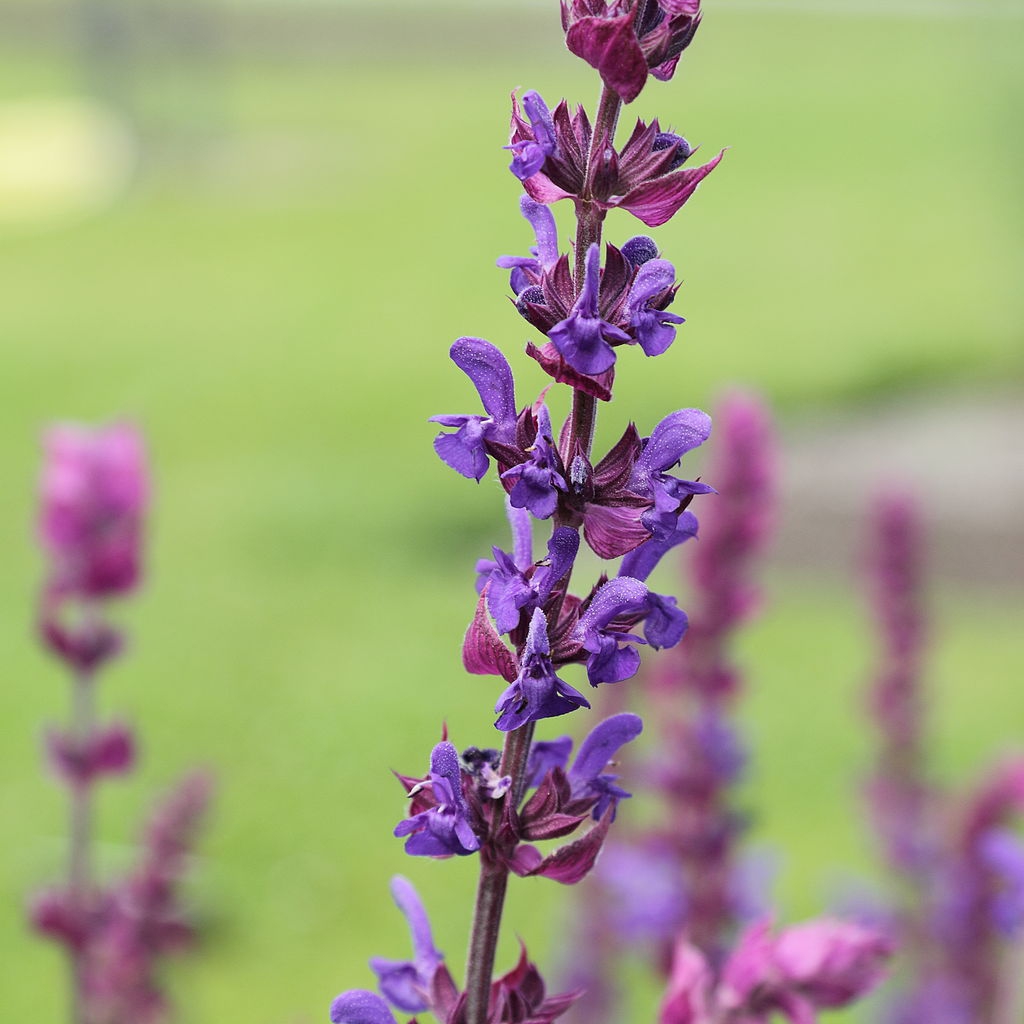 Portion of erect flower spike with small violet flowers.