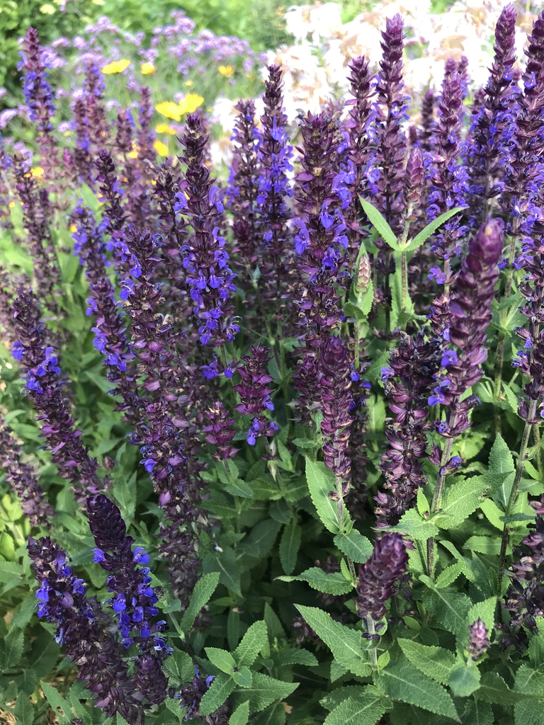 Erect spike of deep blue flowers.
