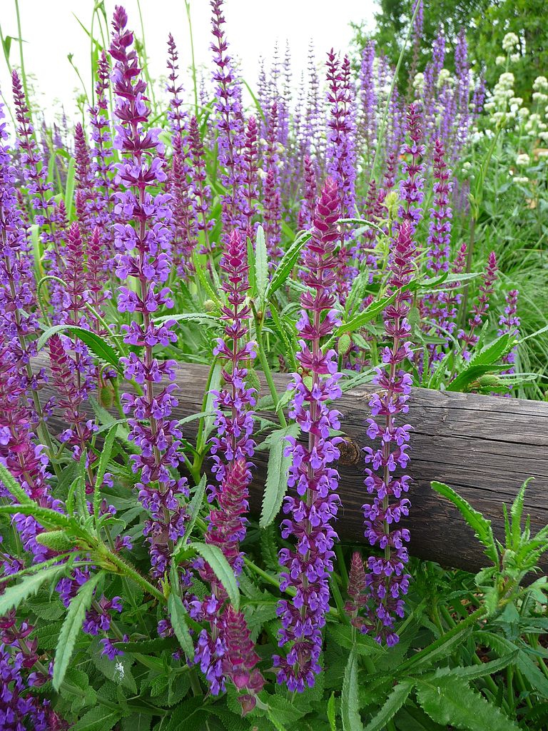 Erect spikes of small violet flowers.