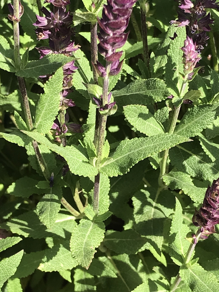 Leaves with crenate margins and impressed veins.