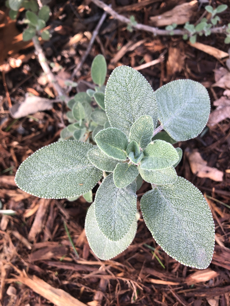 Ovate, gray-green, slightly fuzzy leaves.