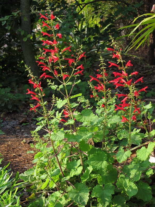 A basal clump of foliage & erect spikes of red flowers.